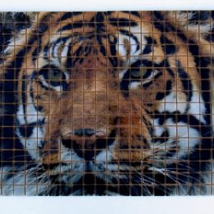 HD staklene mozaik pločice Lion