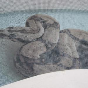 Stekleni mozaik hd pools05_1